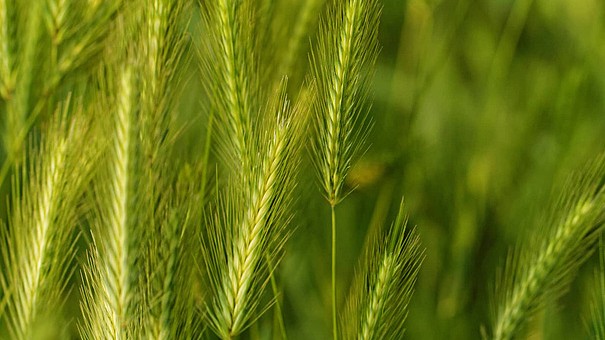 Épis d'orge en fin d'été : repérer un seul écart avant la rentrée